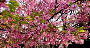 マーク・矢崎のライフ～ホワイトデーマジック成功の秘訣は、立ち位置にあり!?～